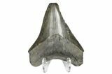 Juvenile Megalodon Tooth - South Carolina #170562-2